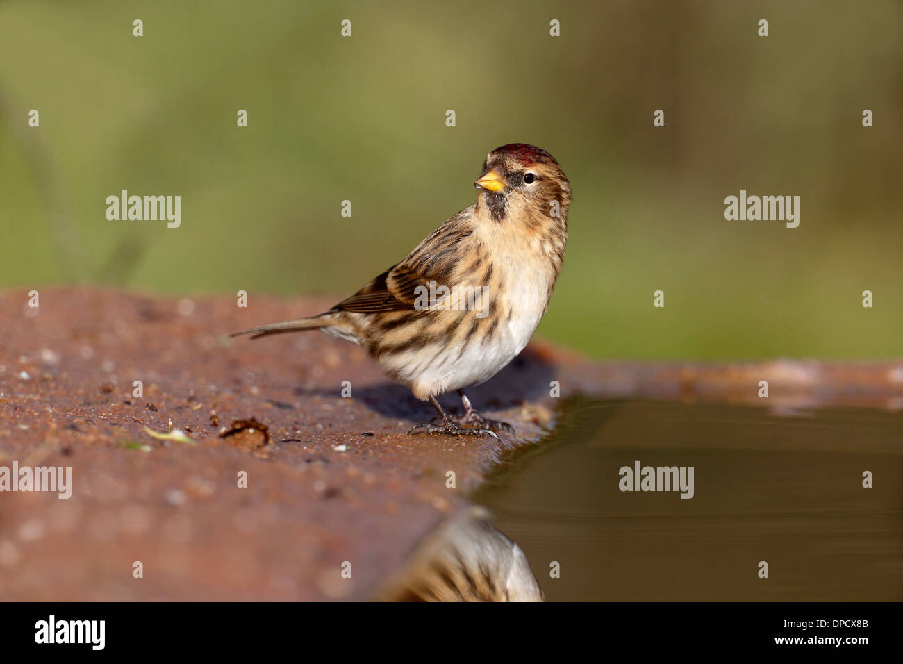 Geringerem Redpoll, Zuchtjahr Kabarett, einziger Vogel am Wasser, Warwickshire, Januar 2014 Stockfoto