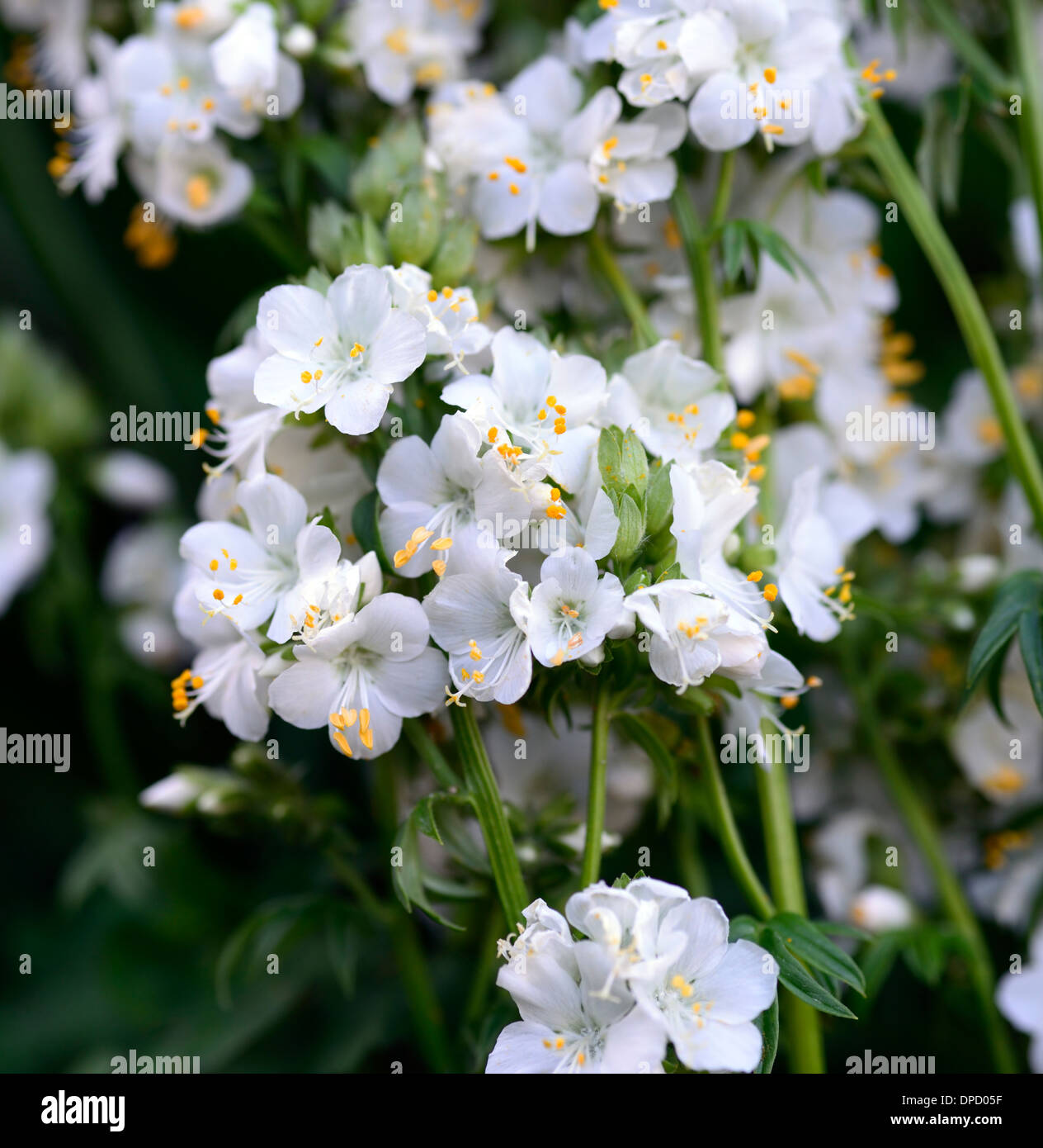 Polemonium Caeruleum weiße Perle Album Jacobs Ladder Baldrian Blume Blüte Blüte Staude Stockfoto