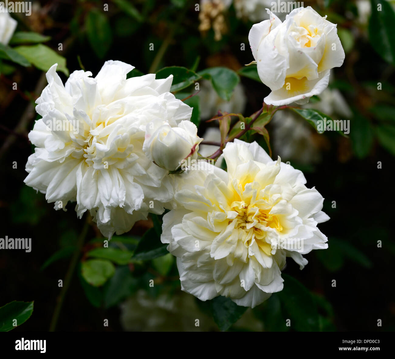 Rosa Alberic barbier weißen Rambler weitläufigen Kletterer Kletterwände blühenden Blumen Rosen wachsen auf Stein Wand rose Blume Stockfoto