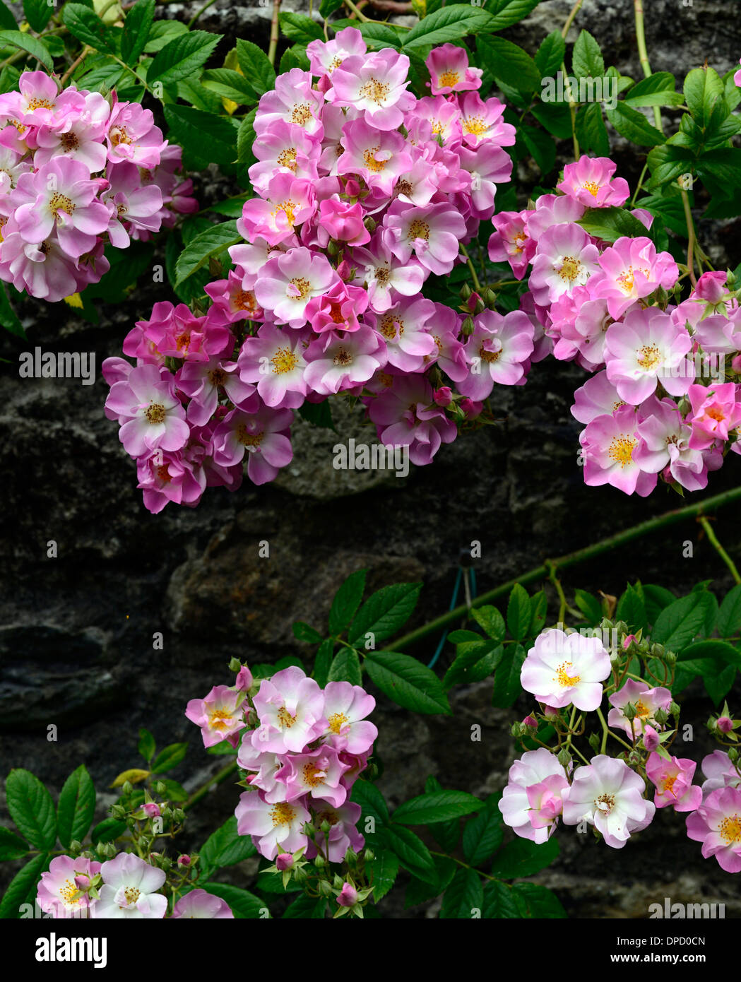 Rosa Blush Rambler rosa Rambler weitläufigen Kletterer Kletterwände blühenden Blumen Rosen wachsen auf Stein Wand rose Blume Stockfoto