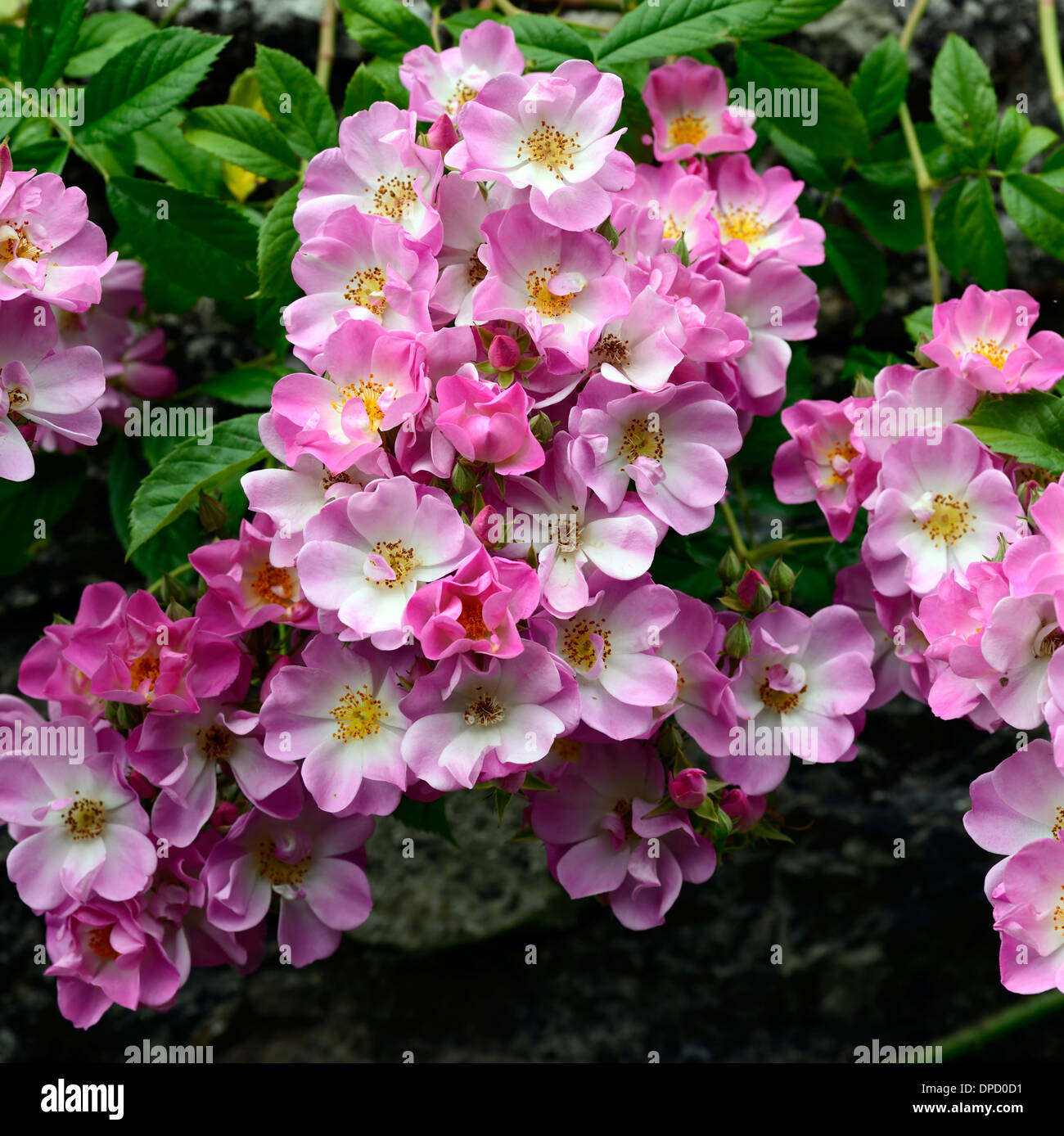 Rosa Blush Rambler rosa Rambler weitläufigen Kletterer Kletterwände blühenden Blumen Rosen wachsen auf Stein Wand rose Blume Stockfoto