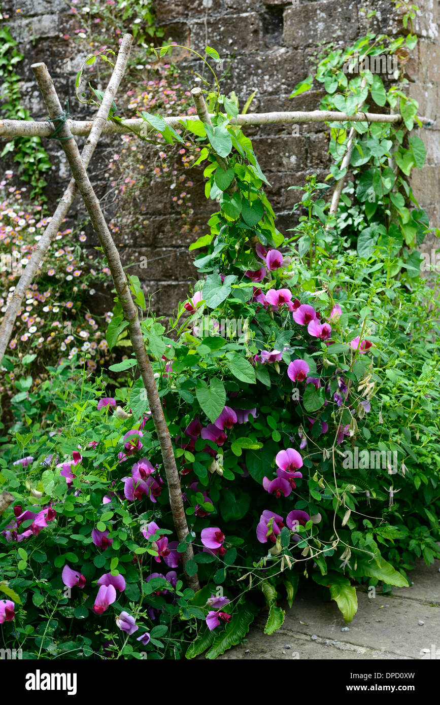 Platterbse süße Erbsen Erbsen wachsen aufwachsen Wigwam Pflanze unterstützt Frame Rahmen Sommer Jahrbücher Kletterer Klettern Blumen Stockfoto