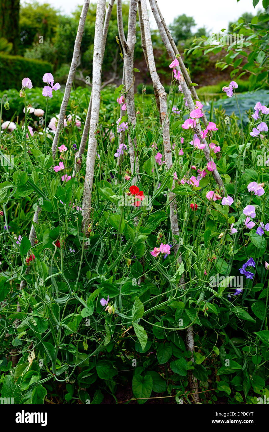 Platterbse süße Erbsen Erbsen wachsen aufwachsen Wigwam Pflanze unterstützt Frame Rahmen Sommer Jahrbücher Kletterer Klettern Blumen wigwams Stockfoto