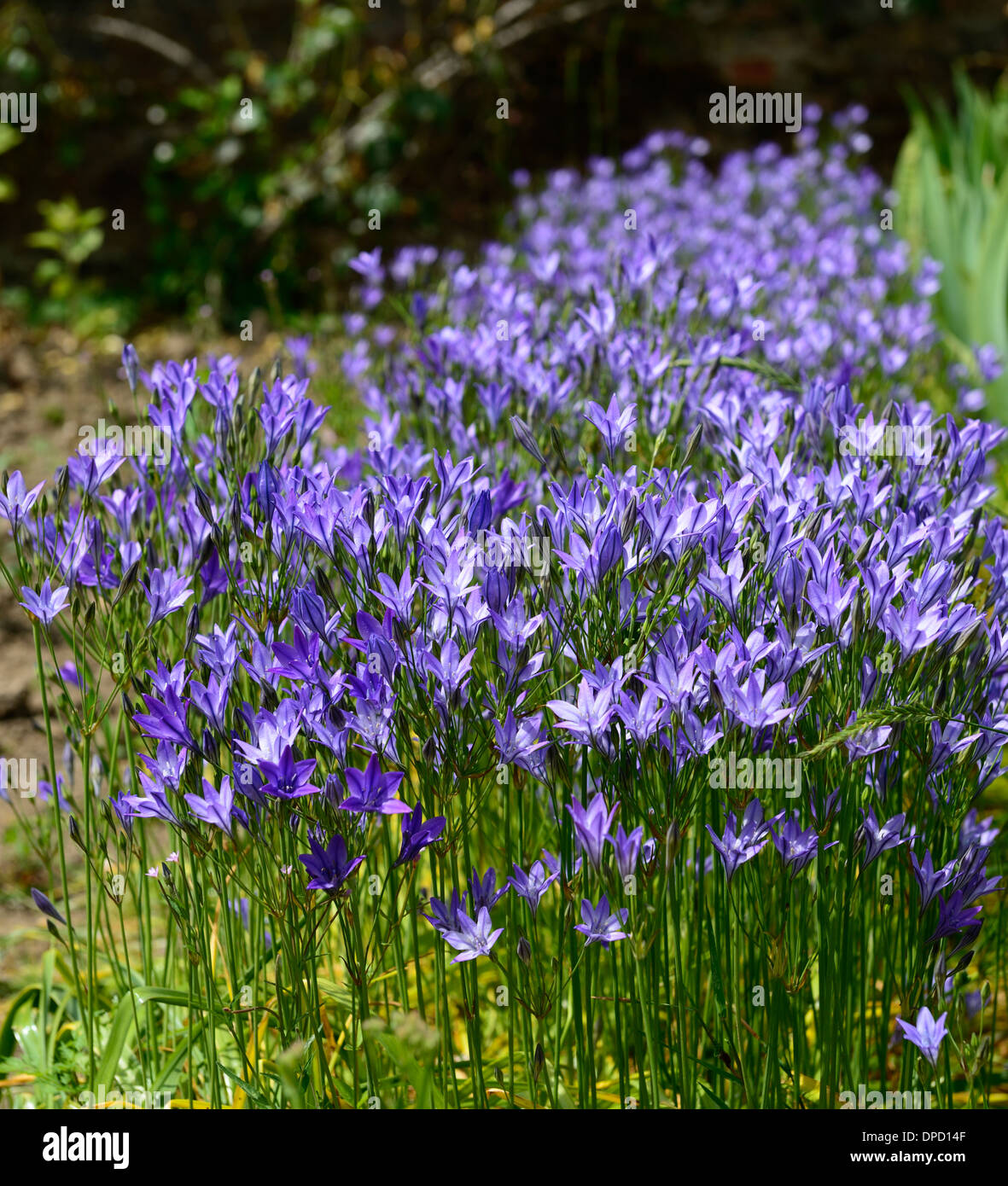 Sperli Wilde Kornblumensamen – Mehrjährige Lilablau Blühende Blumen Für Beet & Schnitt