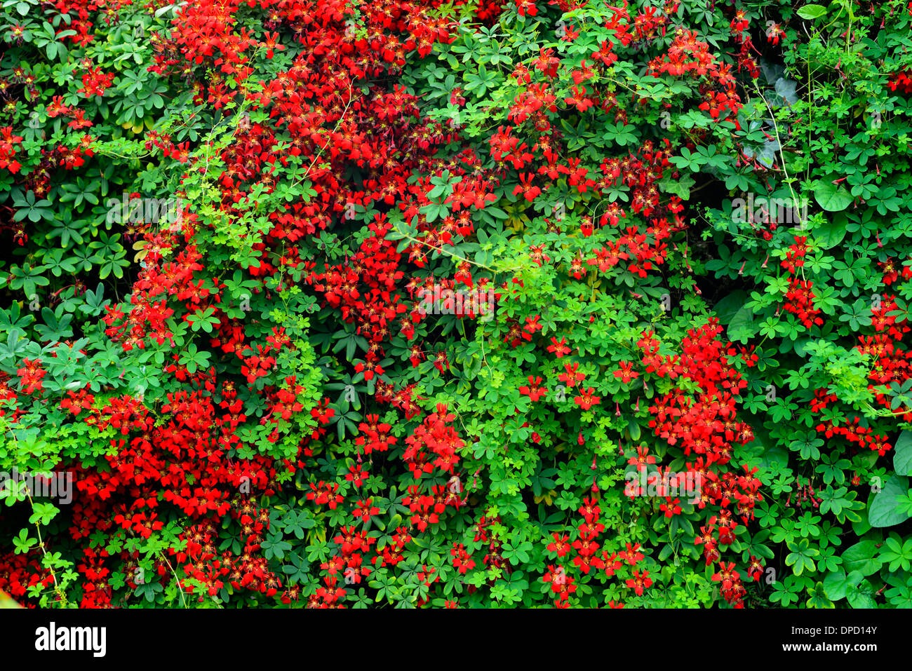 Rot Tropaeolum Speciosum Klettern Pflanzenbau Taxushecke Absicherung Flamme Kapuzinerkresse Blume Blüte für Kletterer Schlingpflanze Stockfoto