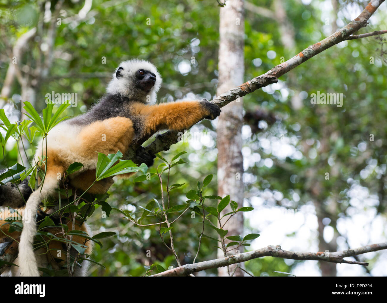 Eine schöne Maughold Sifaka Lemur ruht auf einem Baum in Andasibe Nationalpark im östlichen Madagaskar. Stockfoto