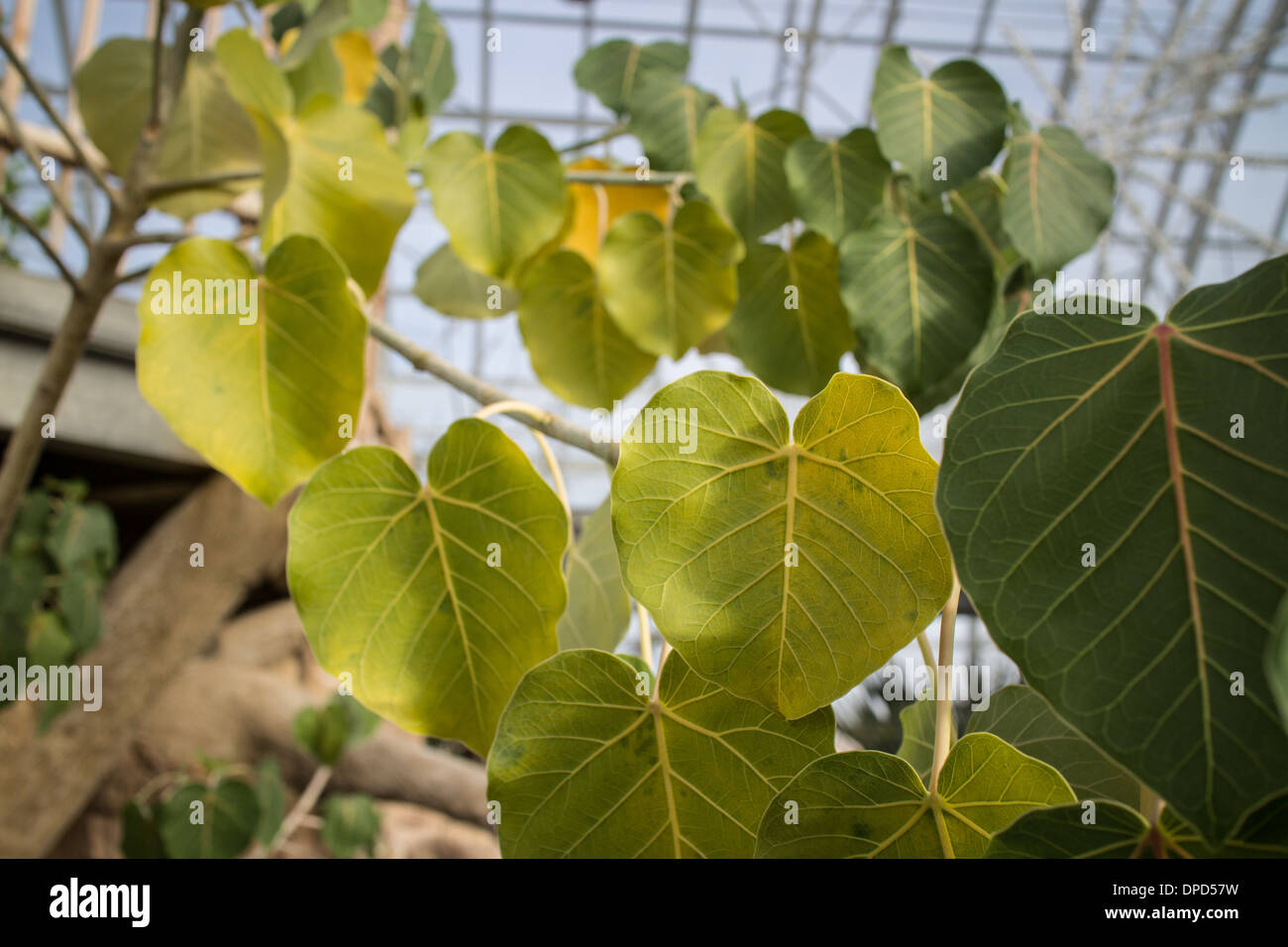Pflanzen in Oklahoma City Myriad Botanical Gardens Stockfoto