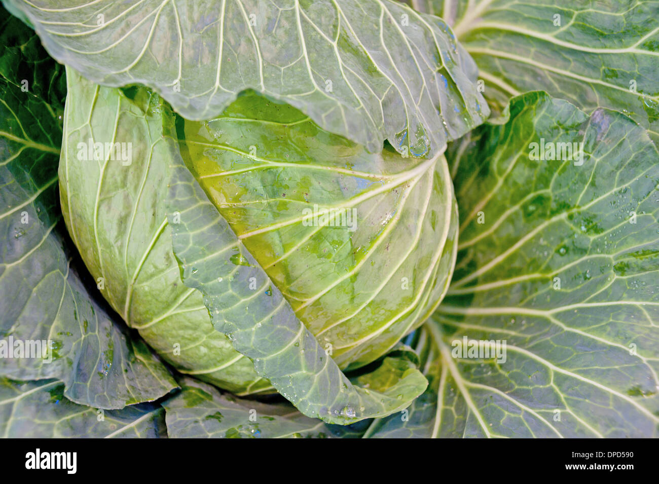 Gemüse, weißen lotus Stockfoto