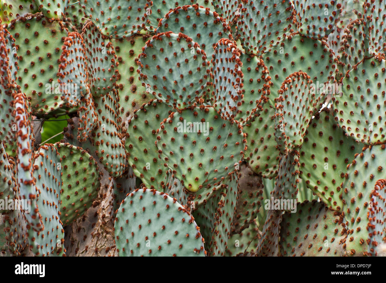 Kaktus Sukkulente Stockfotos und  bilder Kaufen   Alamy