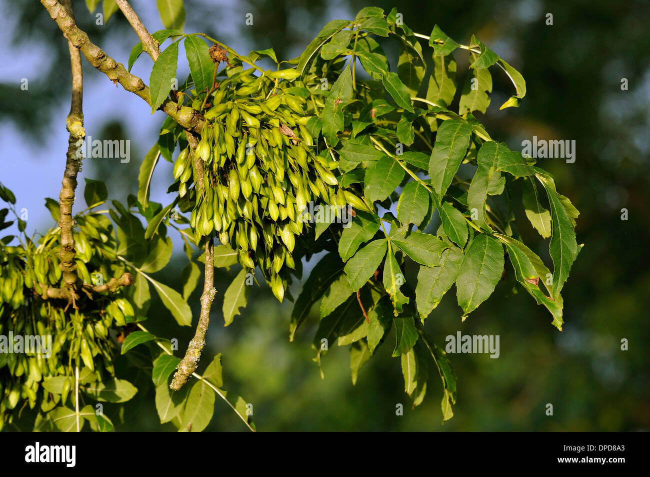 Asche Baum Tasten im Sommer - Fraxinus excelsior Stockfoto