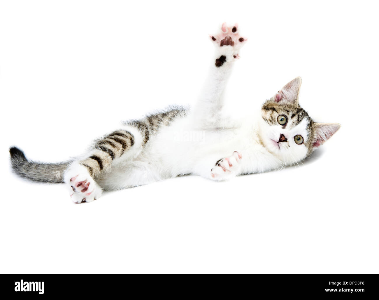 & White Tabby Kitten isoliert auf weißem Hintergrund. Stockfoto