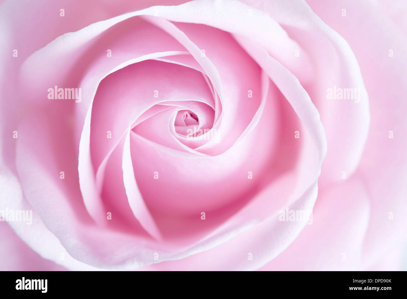 Full-Frame-Foto von weiche rosa rose Blume mit geringen Schärfentiefe mit Fokus auf die Mitte der Blume Stockfoto