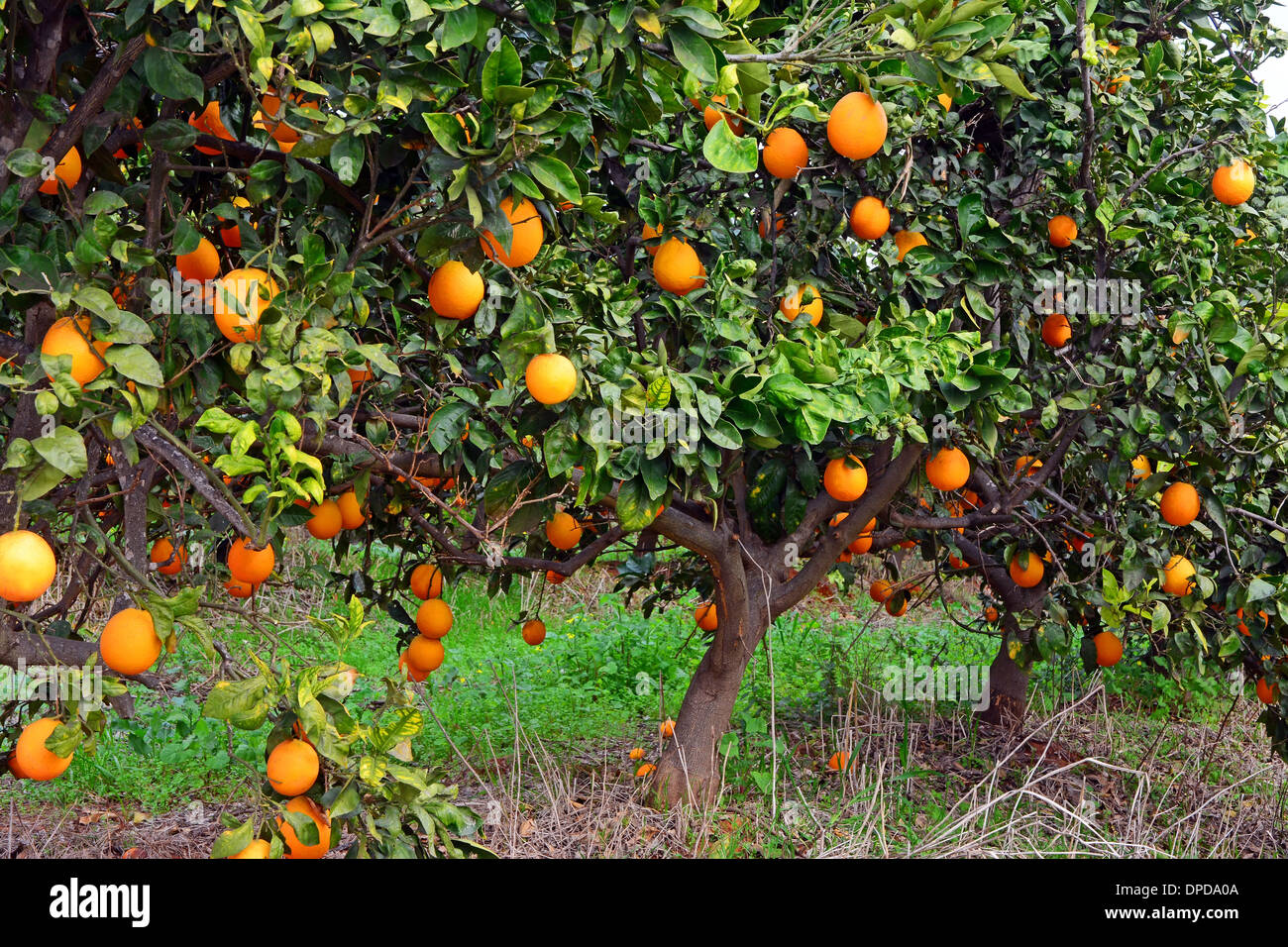 Orangen im Orangenhain Stockfoto