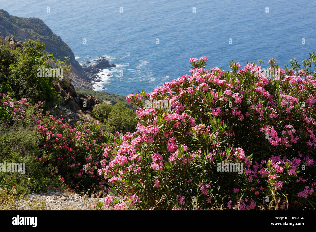 Türkei, Provinz Antalya, türkische Riviera, Cilicia, Gazipasa, blühenden oleander Stockfoto