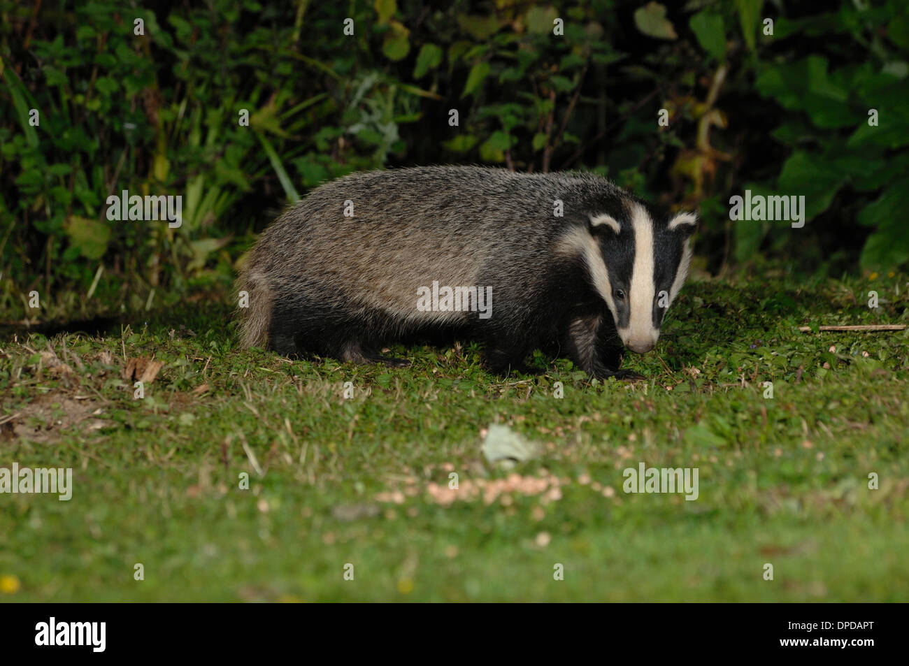 Ein Dachs Auf Einer Wiese Im Garten Uk Stockfoto Bild 65447392