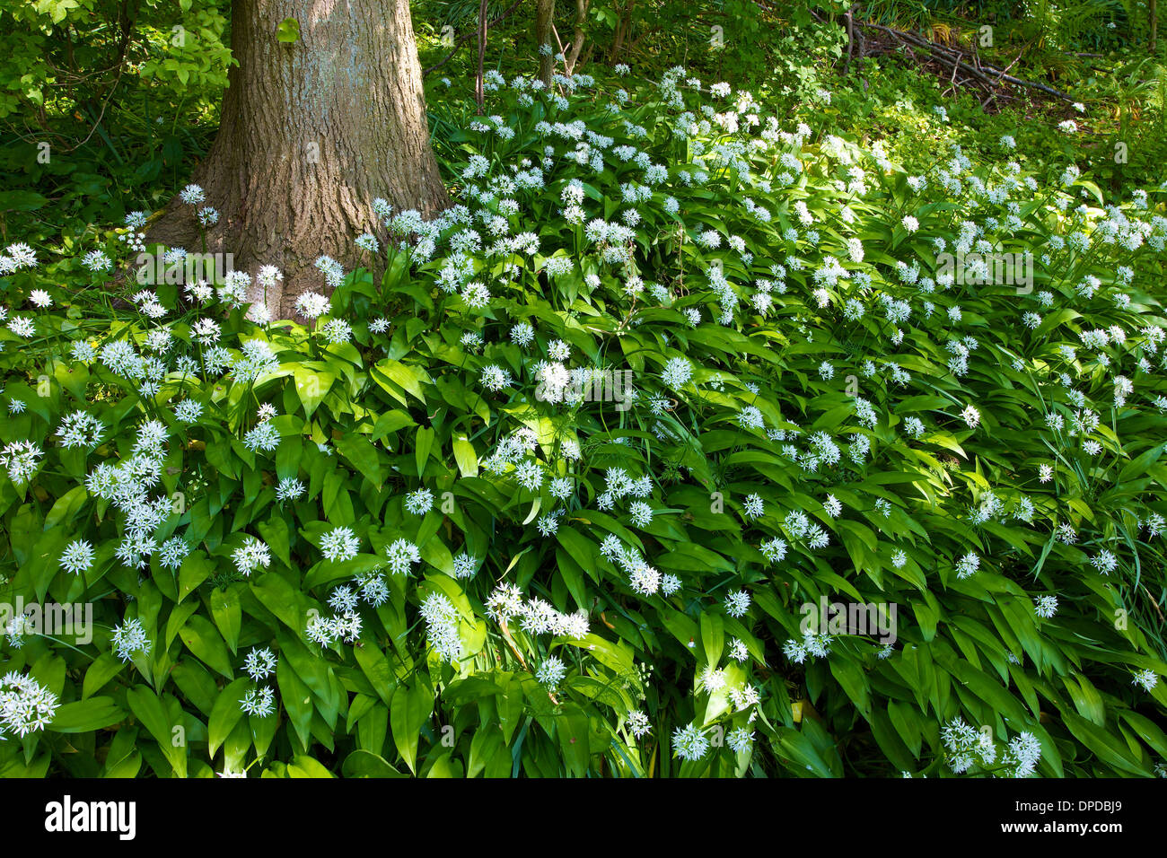 Wilder Knoblauch Laub und Blumen unter Baumstamm. Stockfoto