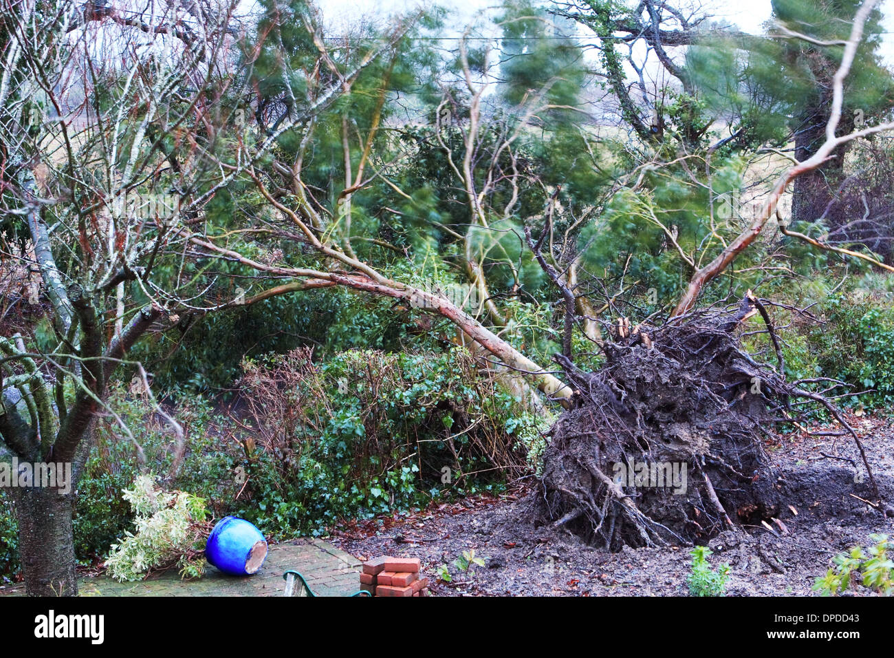 Ein Eukalyptusbaum geblasen während der "Weihnachten 2013" Stürme in Kent, England Stockfoto