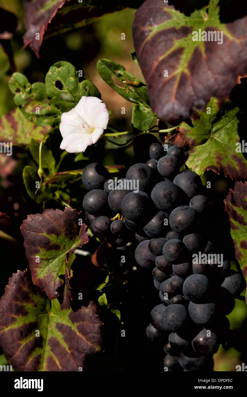 Reife rote Trauben in einem Burgunder Weinberg in der Nähe von Gevrey Chambertin im späten Nachmittag Sonne gebadet Stockfoto