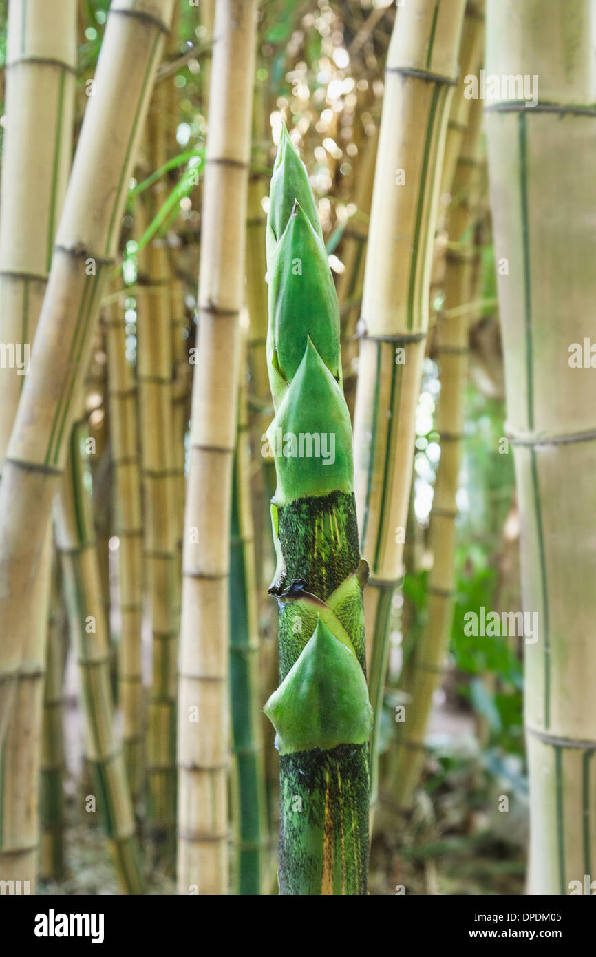 Bambus wchst, groaufnahme Stockfotografie - Alamy