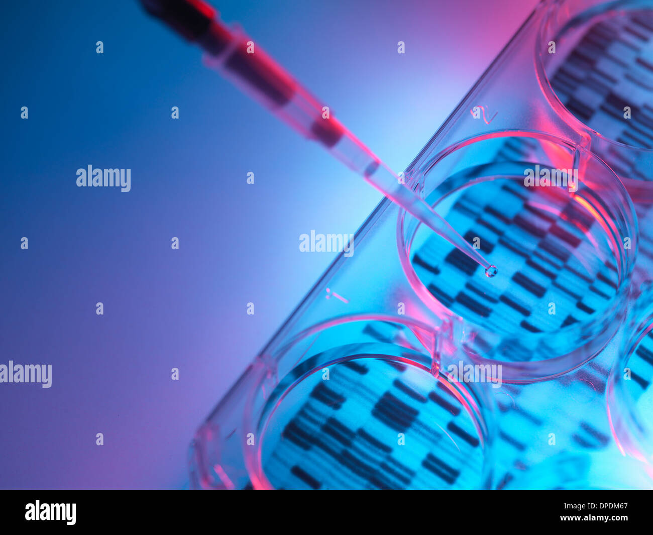 Pipettieren Probe in Fach für DNA-Tests Stockfoto