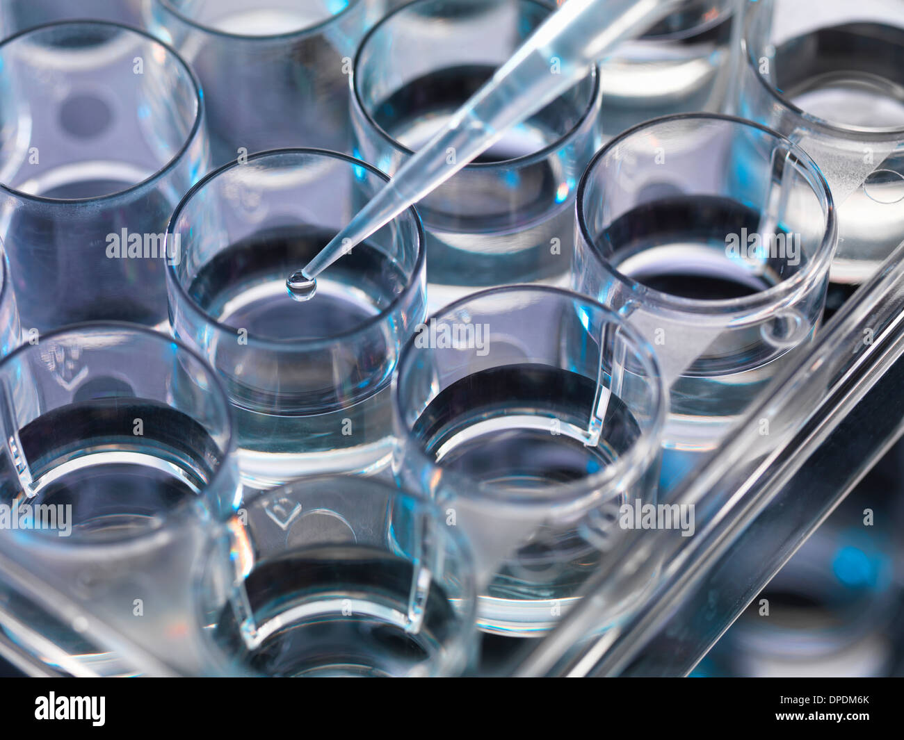 Pipettieren Probe in einem multiwell Probenteller Stockfoto