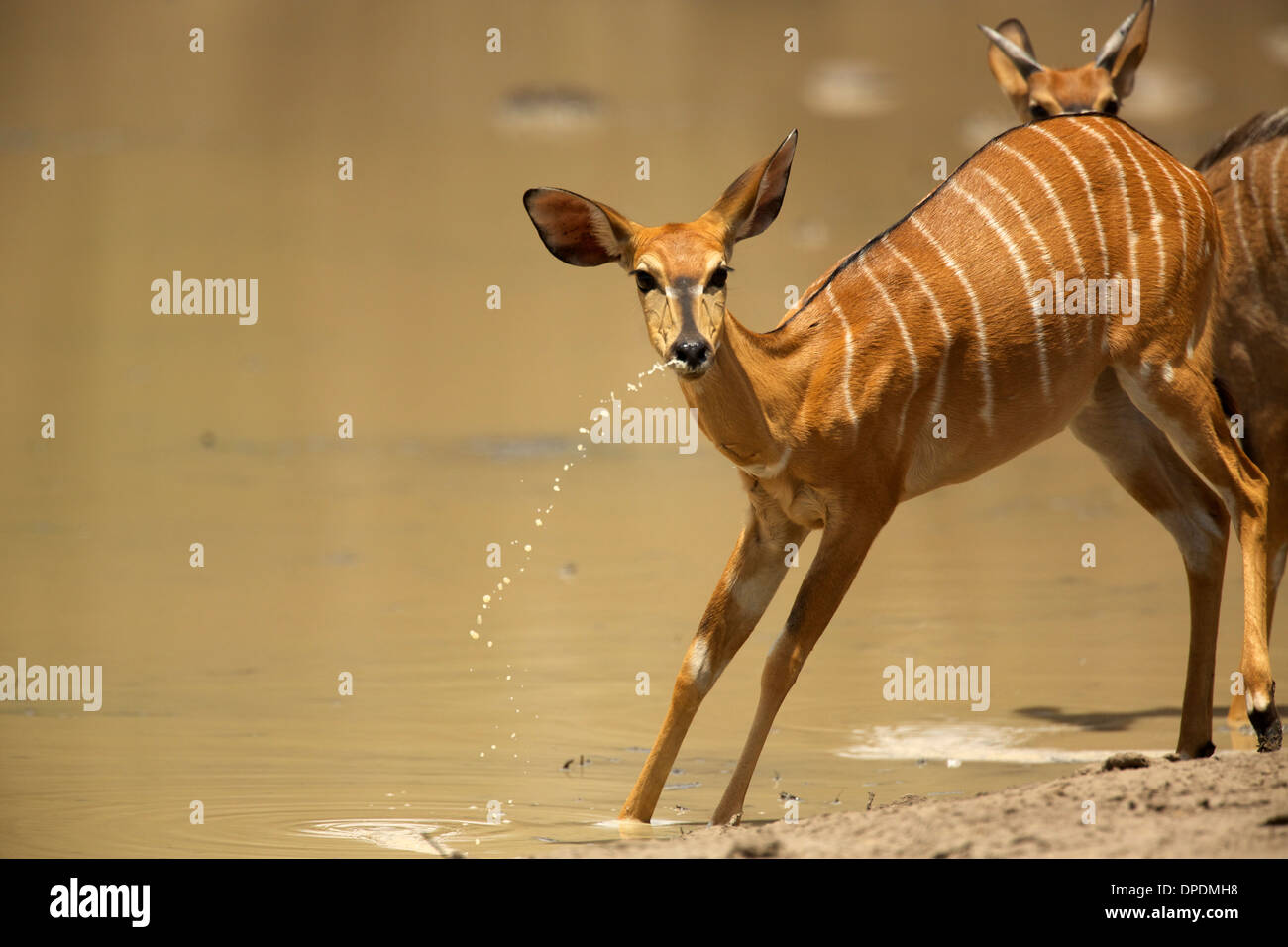 Nyala am Wasserloch, Mana Pools Nationalpark, Simbabwe, Afrika Stockfoto