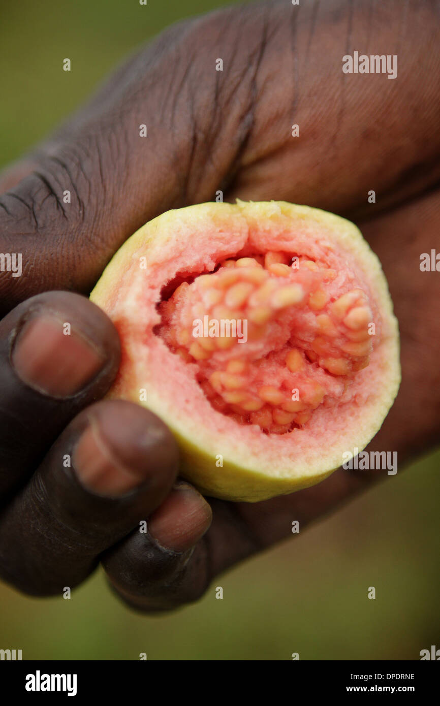 Guave, die Hälfte von afrikanischen Bauern gehalten Stockfoto