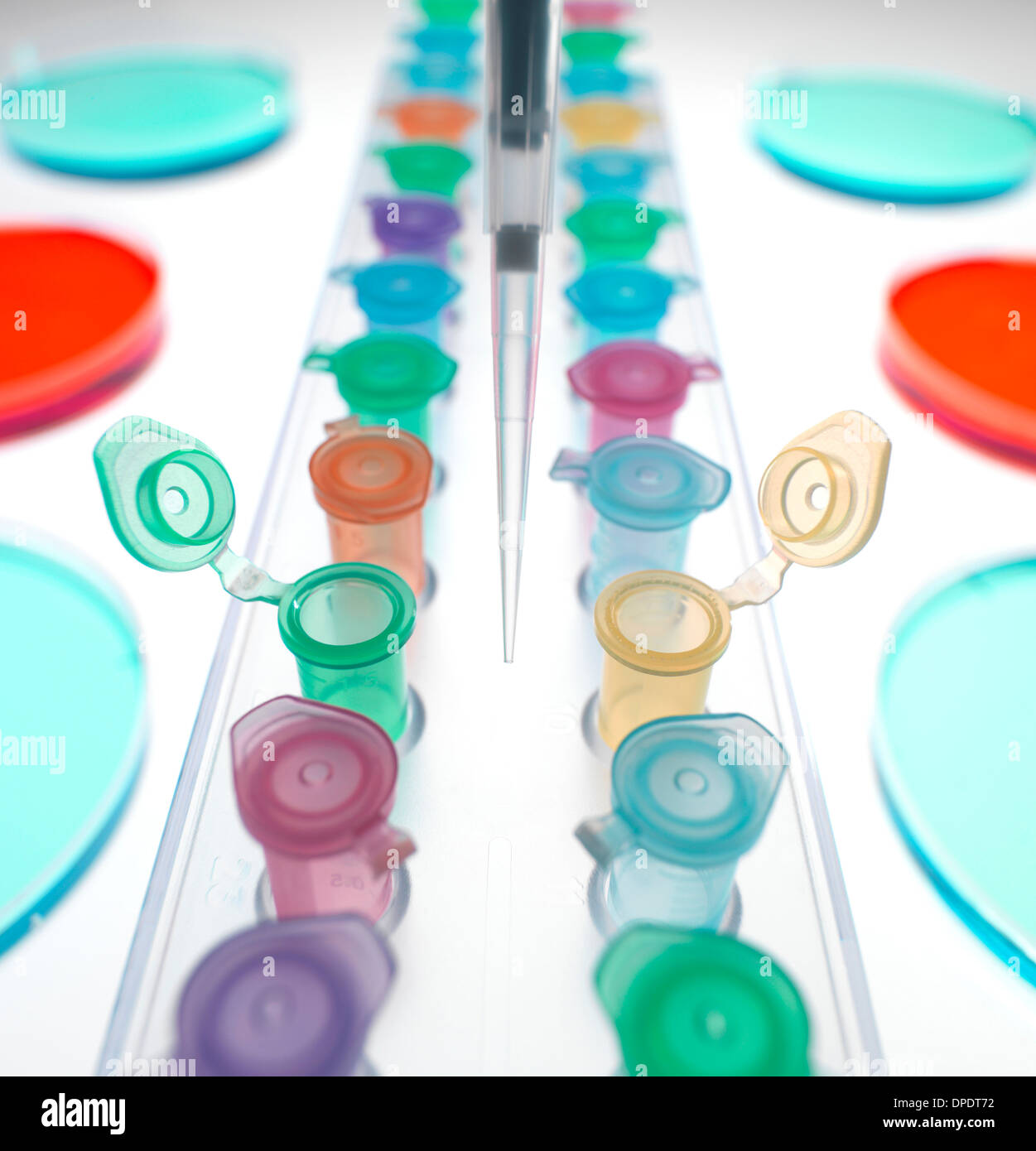 Eppendorf-Röhren in einer Reihe mit Petrischalen erwartet Experiment im Labor Stockfoto