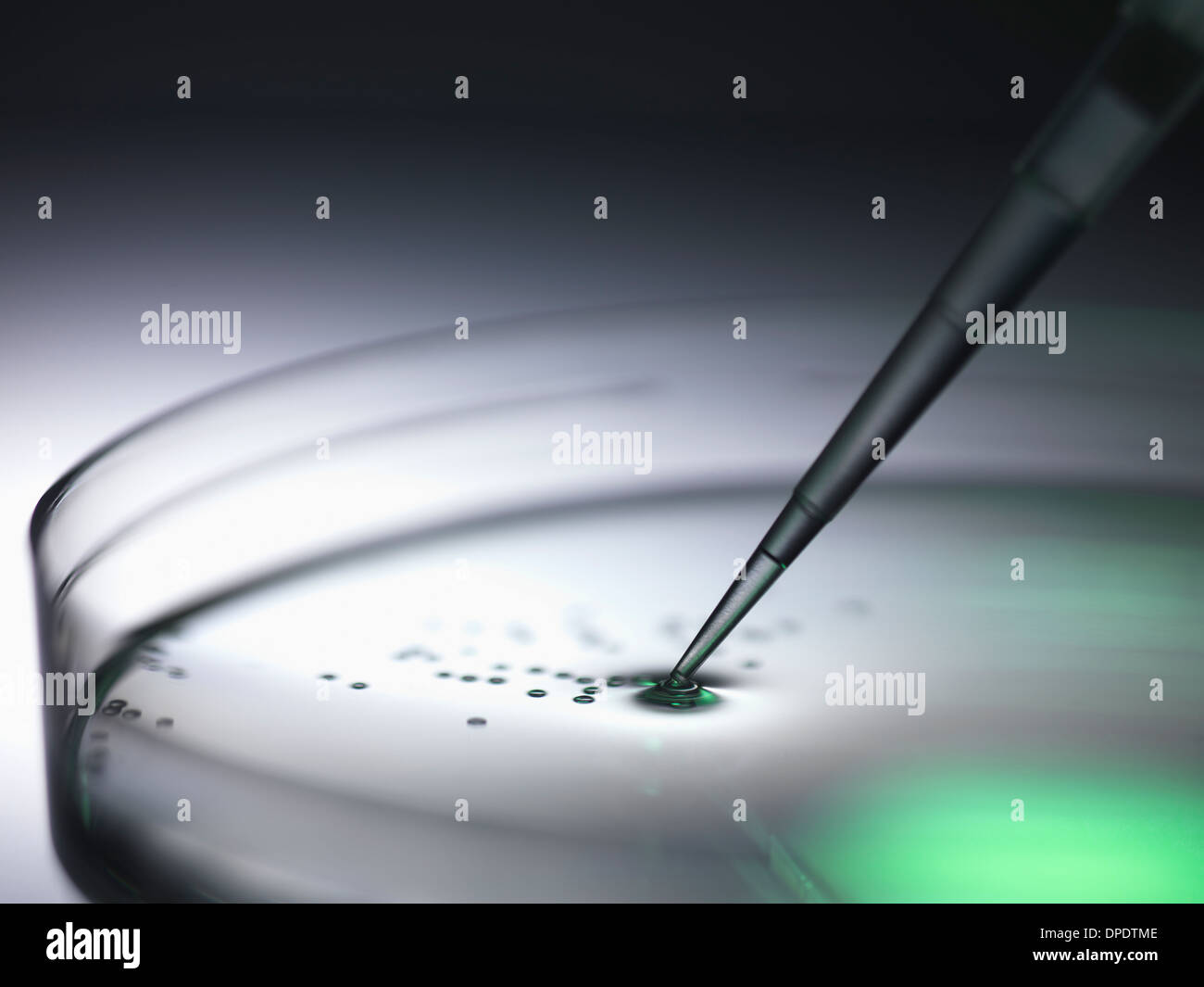 Pipettieren der Proben in Petrischale verwendet in der Dna, Stammzellen, Forschung Biomedizin, Biotechnologie und pharma Stockfoto