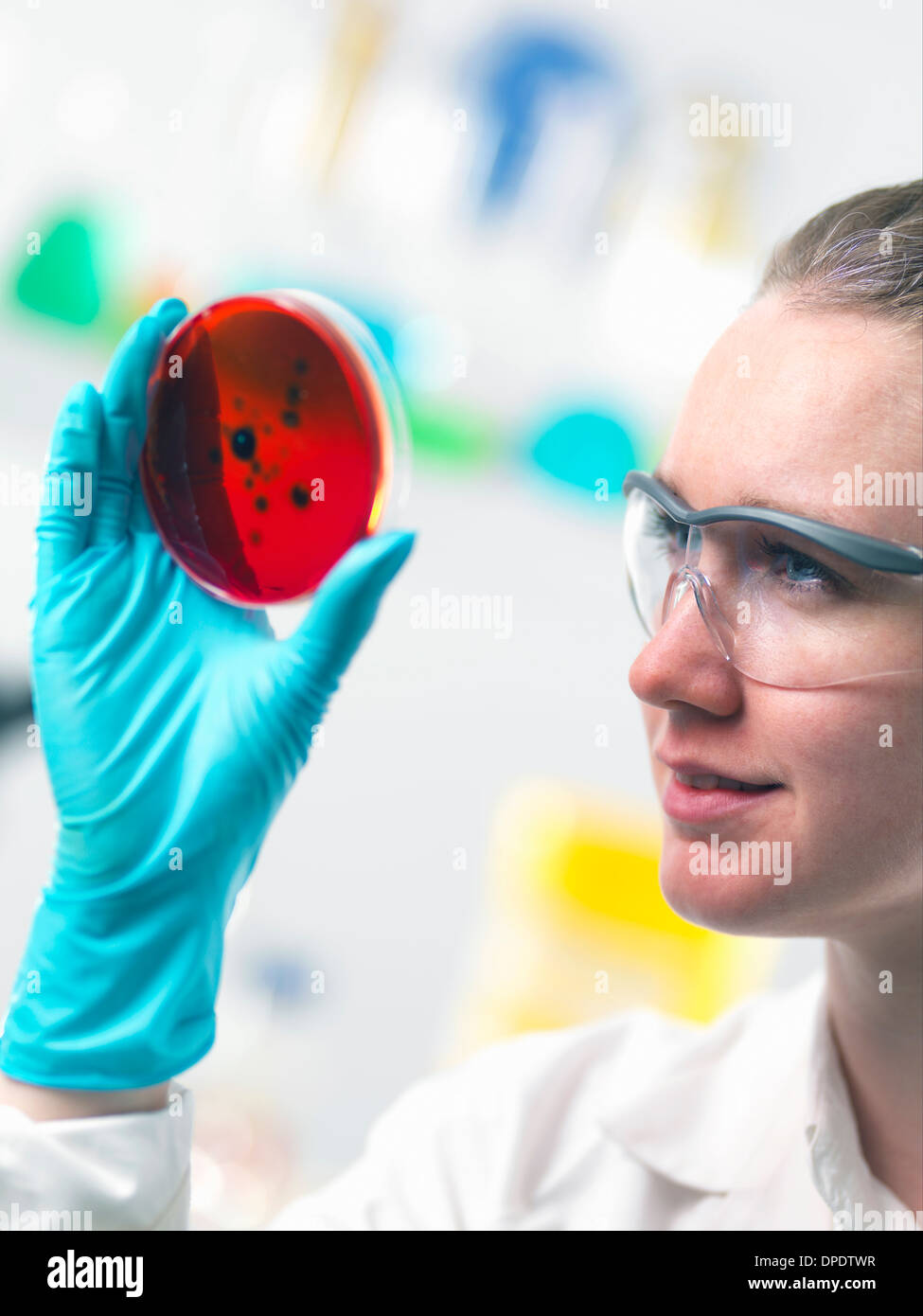 Wissenschaftler betrachten Zellkulturen in Petrischalen im Labor wachsen Stockfoto