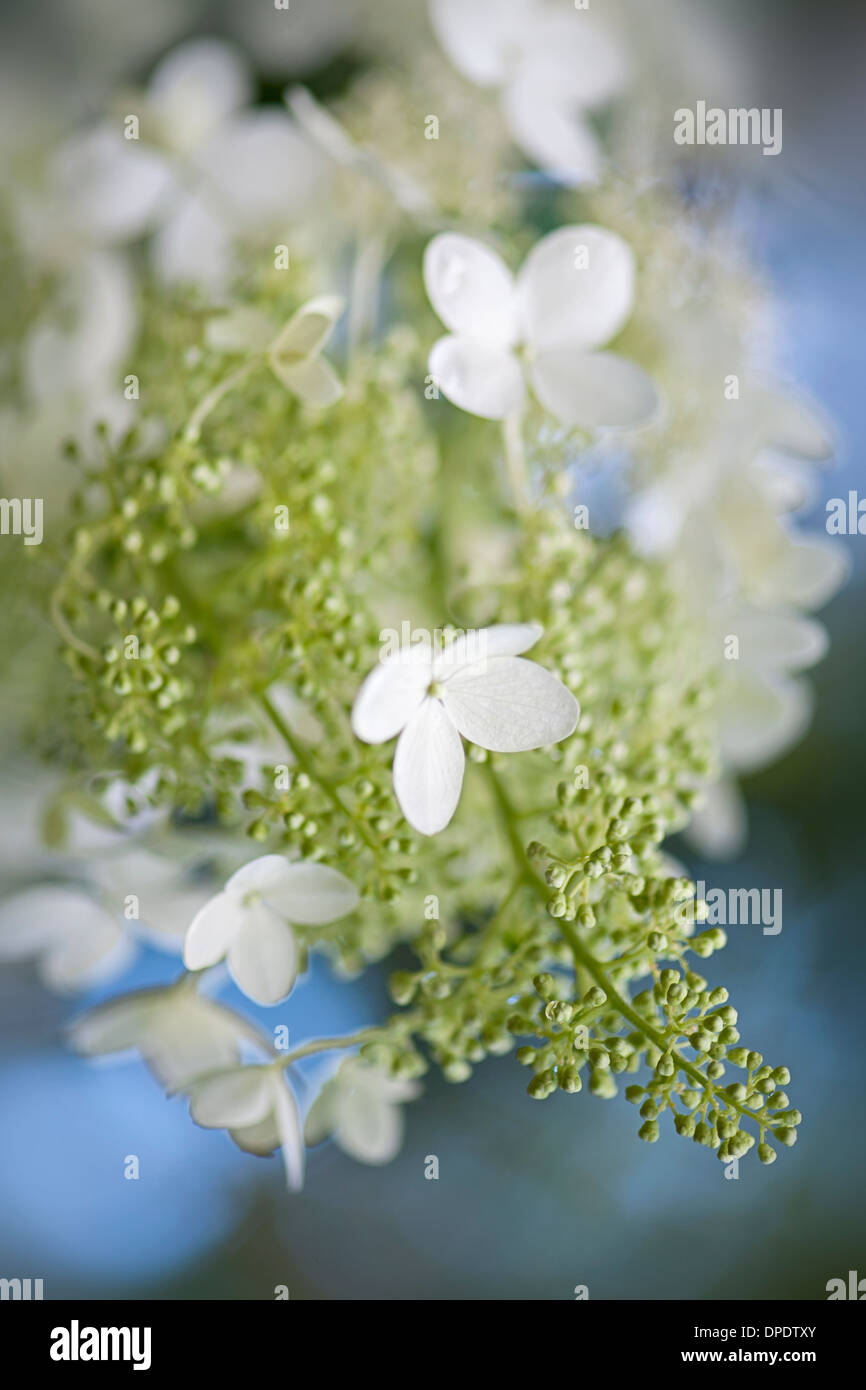 Close-up, Makro Bild die zarten weißen Blüten Sommer Blüte Hydrangea Paniculata. Stockfoto