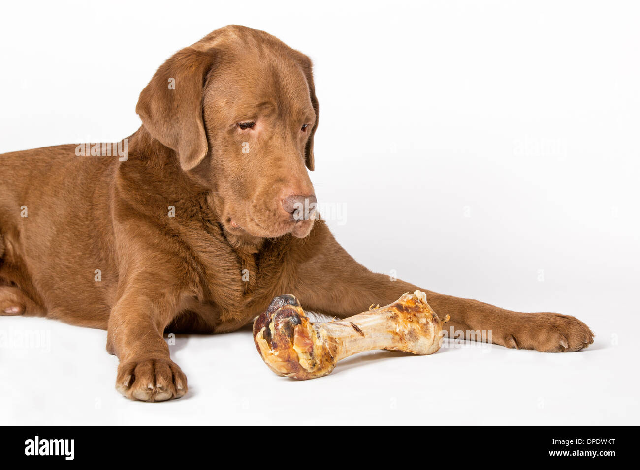 Brauner Labrador mit großen Knochen Stockfoto