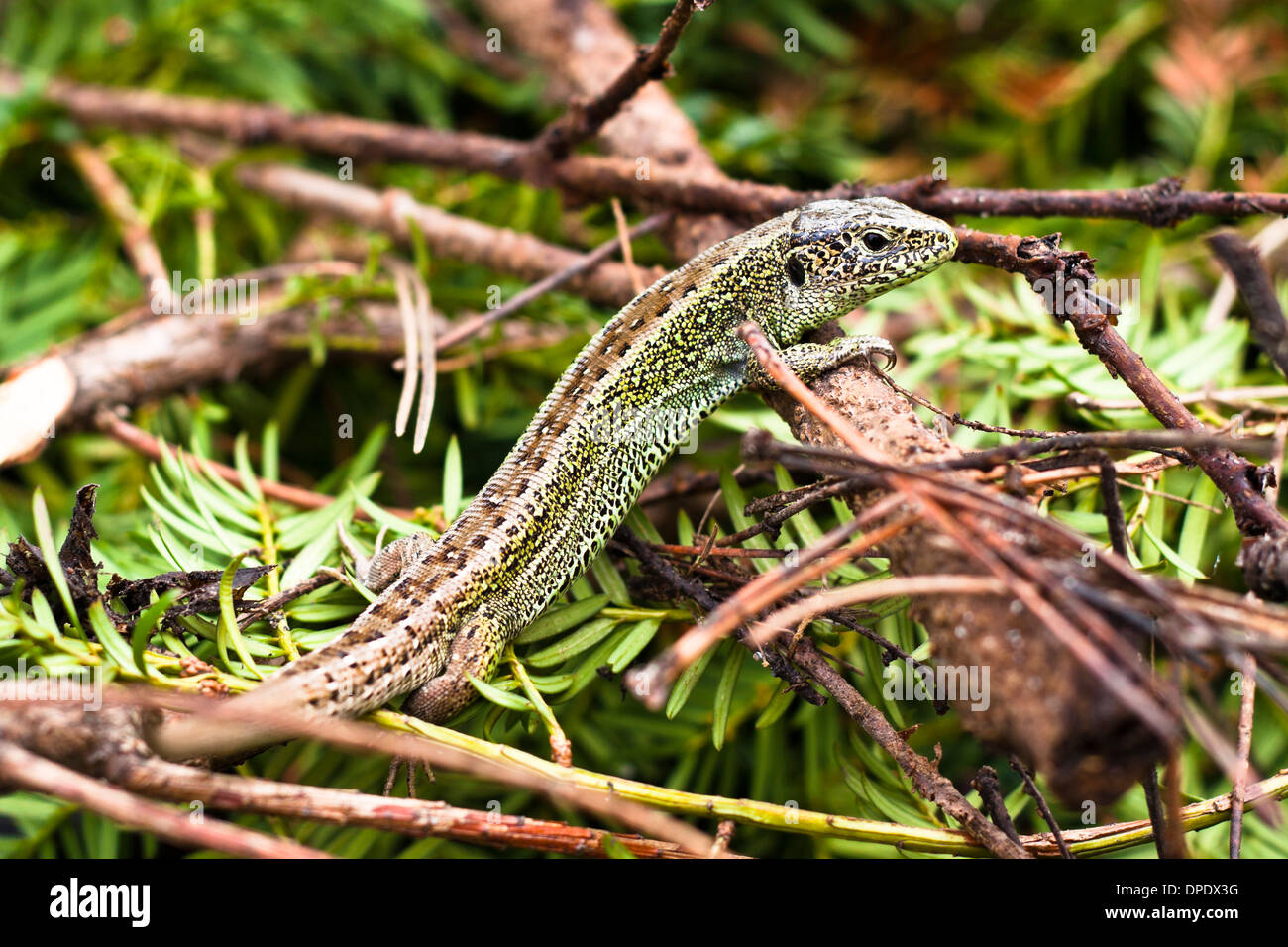 Nahaufnahme von Sand Lizard - Lacerta Agilis. Stockfoto