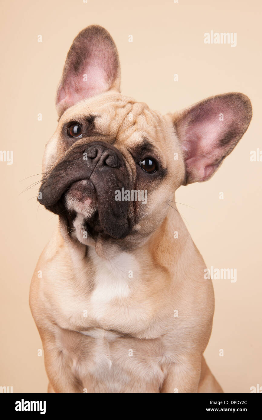 Französische Bulldogge Portrait im Studio auf blauem Hintergrund Stockfoto