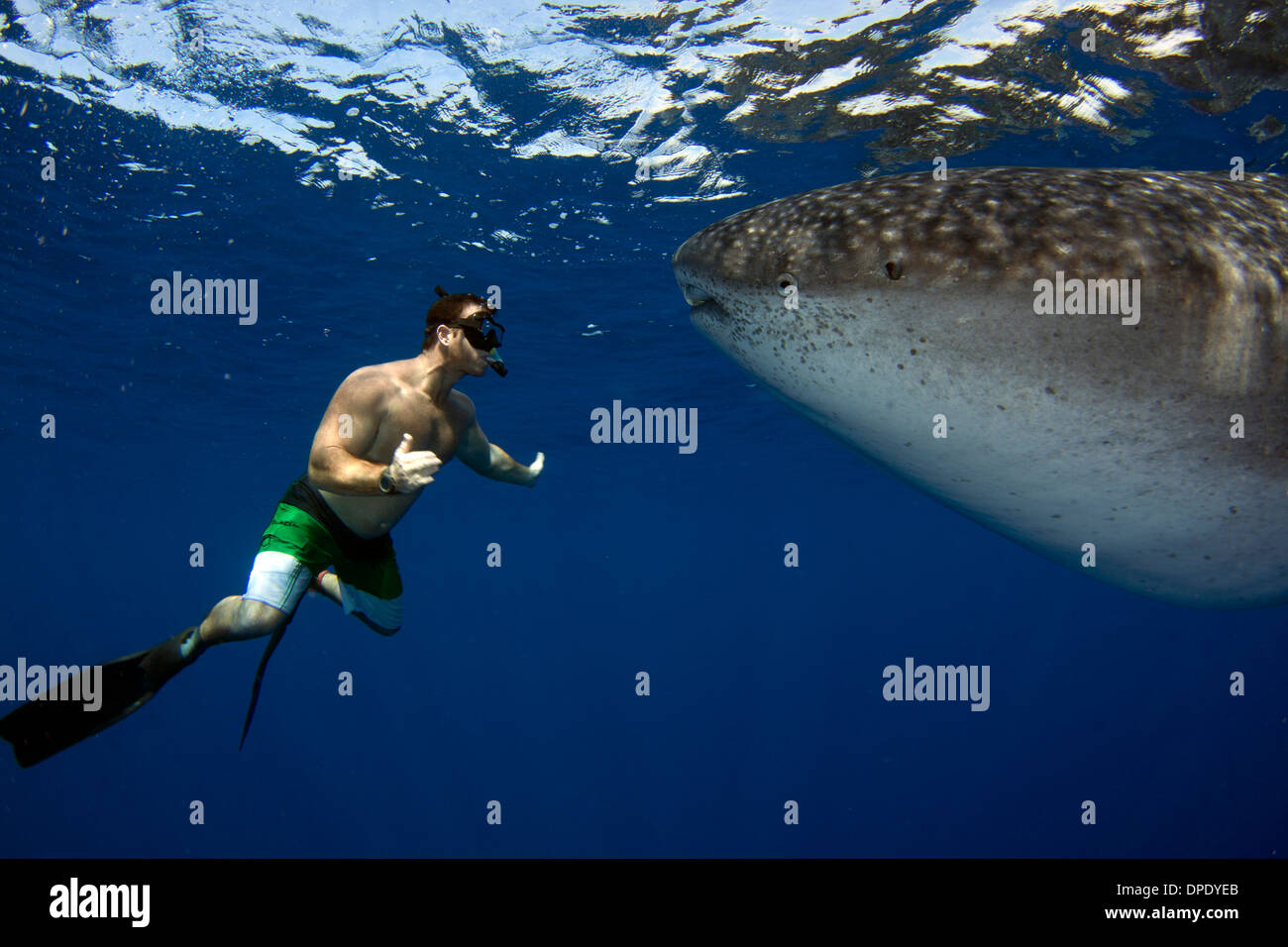 Ein Walhai stoppt, um mein Schnorcheln Freund untersuchen Stockfoto