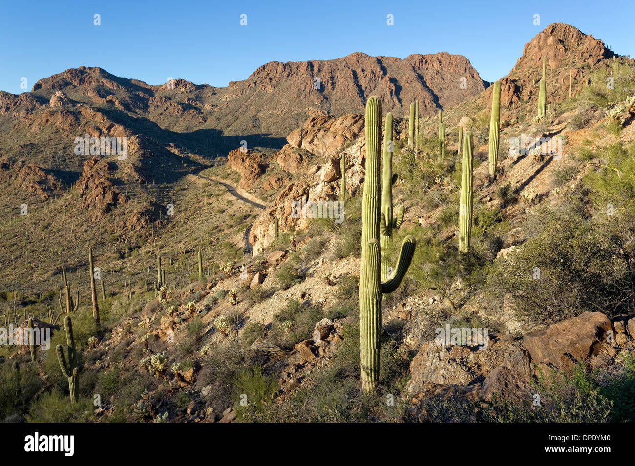Ansicht des Gates Passstrasse und Saguaro Kaktus, Tucson Mountain Park, Tucson, Arizona Stockfoto