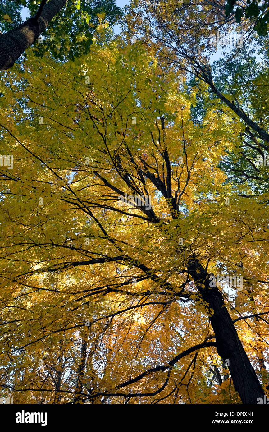 Baum im Herbst Stockfoto