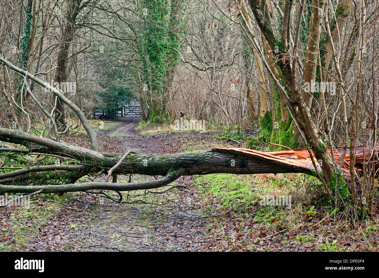 Ein umgestürzter Baum von der Sperrung einer Spur mit einem Tor in der Ferne Wind geblasen Stockfoto