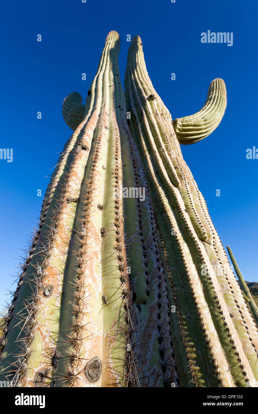 Die Zwillinge, gigantischen Saguaro Kaktus (Carnegiea gigantea), Saguaro National Park West Einheit, Tucson, Arizona Stockfoto
