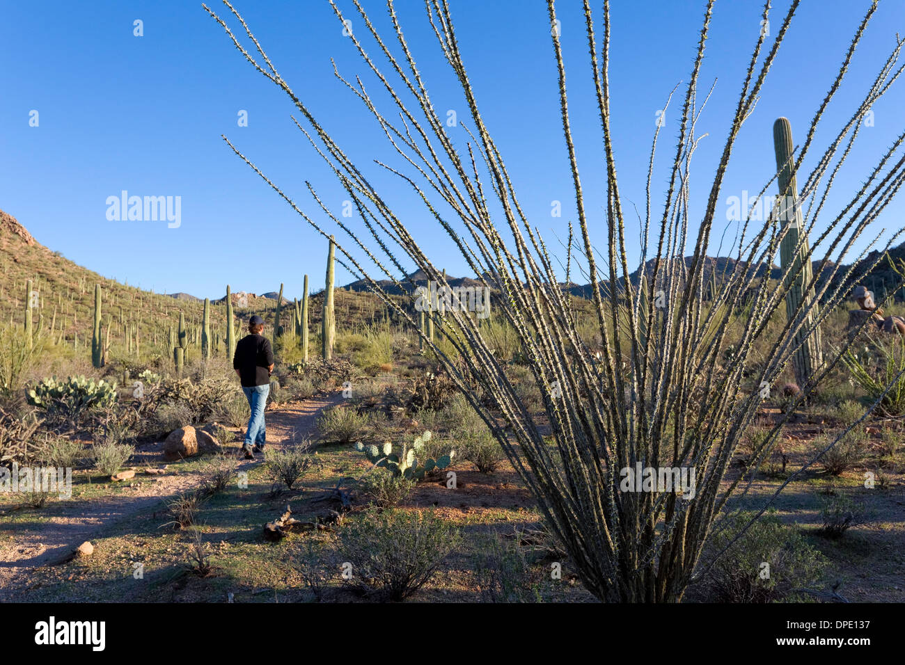 Trail, Saguaro National Park, West, Tucson Arizona Stockfoto