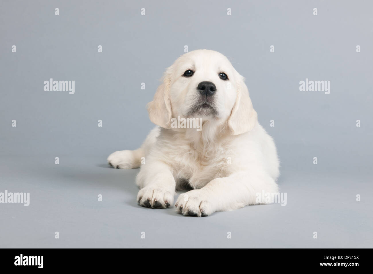 Golden Retriever Welpe auf grauem Hintergrund Stockfoto