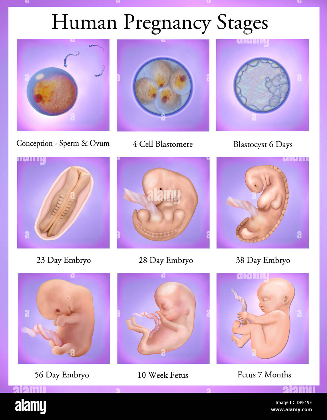 Human Pregnancy Stages Stockfotos und bilder Kaufen Alamy