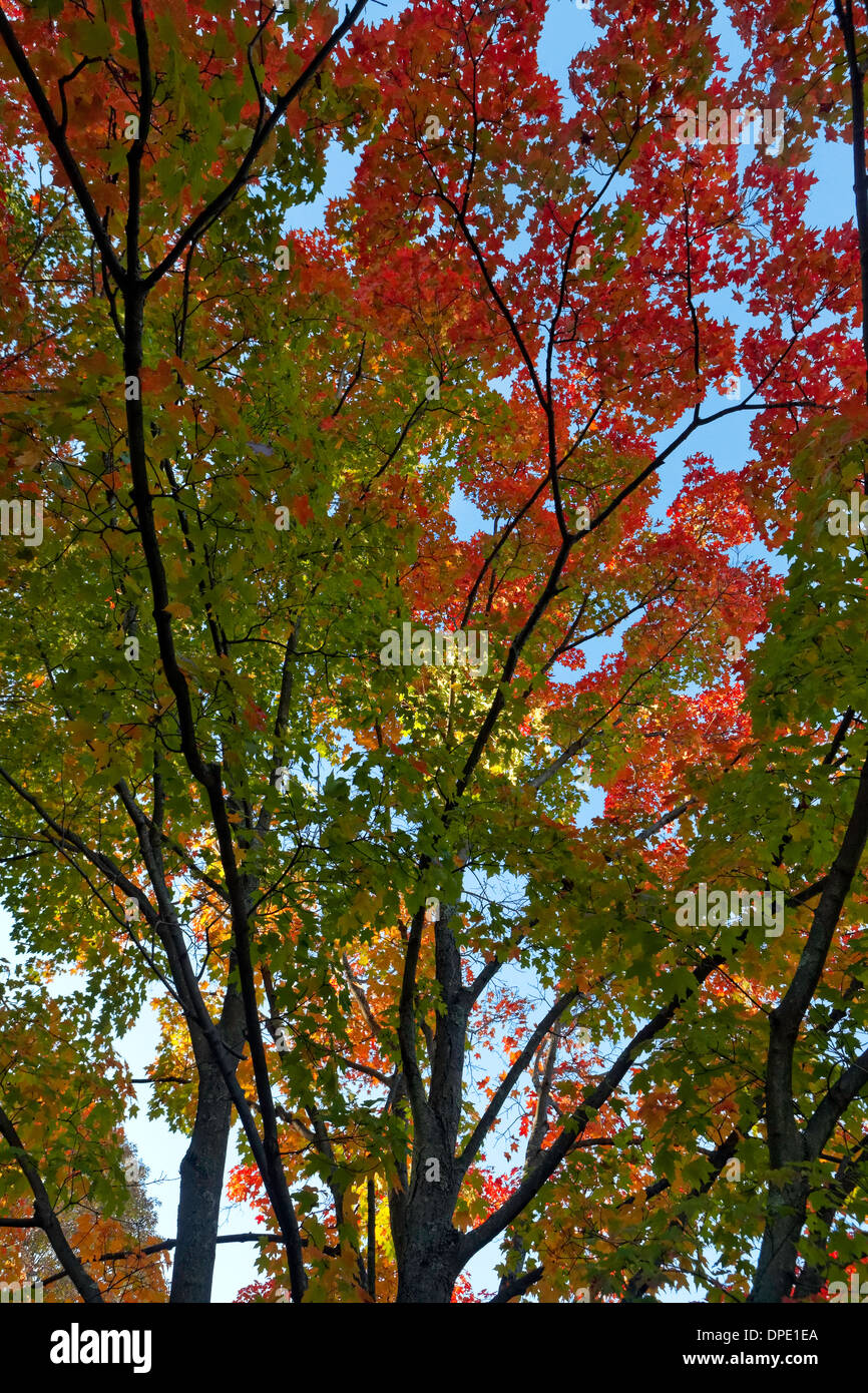 Bäume im Herbst Stockfoto