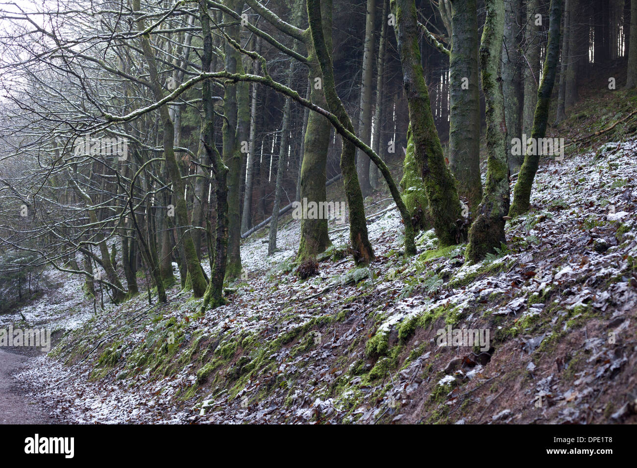 Macclesfield Wald Stockfoto