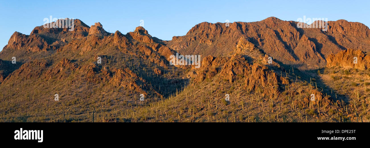 Tucson Berge, Saguaro National Park, West, Tucson Arizona Stockfoto