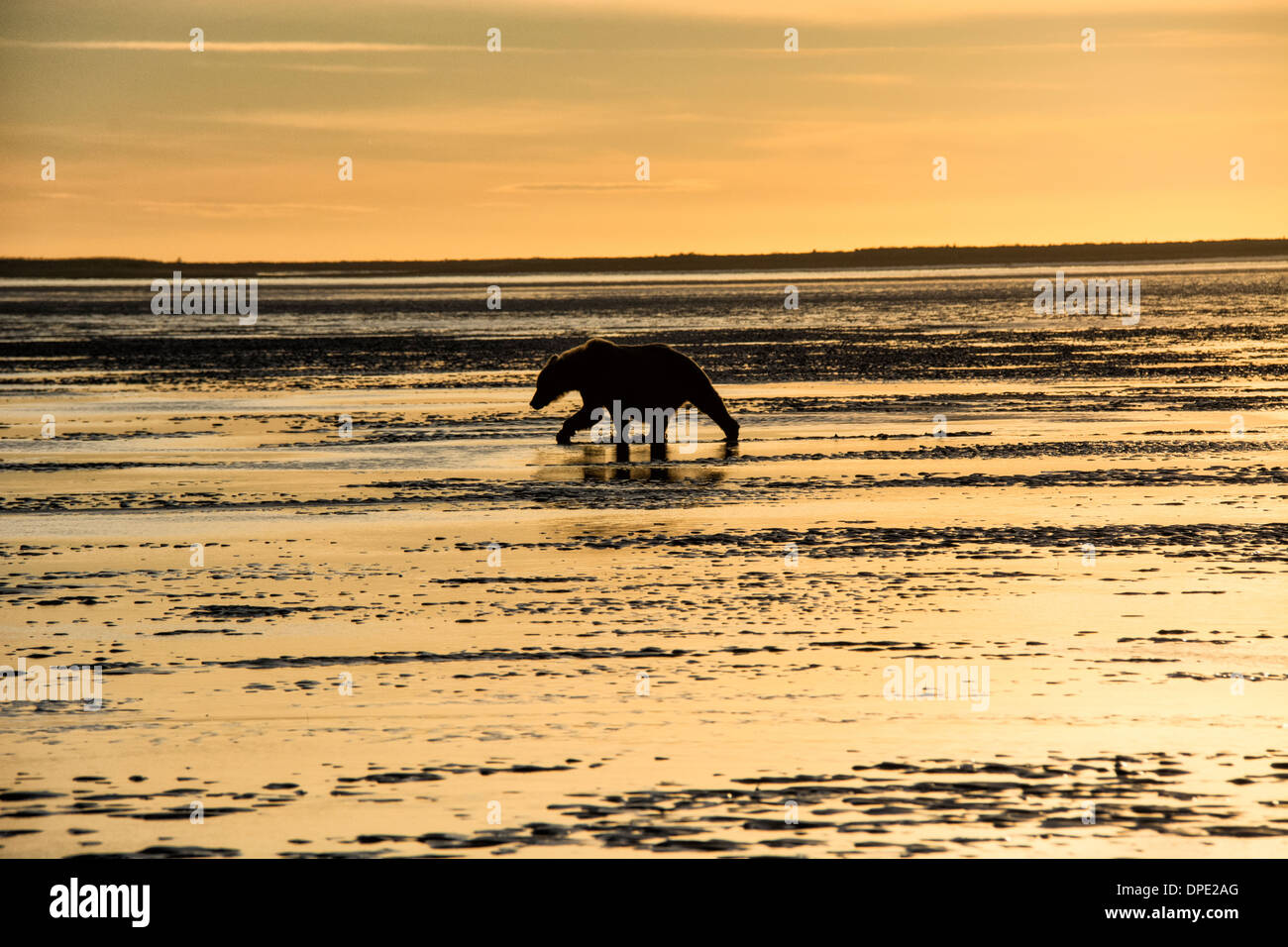 Silhouette eines Grizzly-Bären, Ursus Arctos, bei Sonnenuntergang, Cook Inlet, Lake-Clark-Nationalpark, Alaska, USA Stockfoto