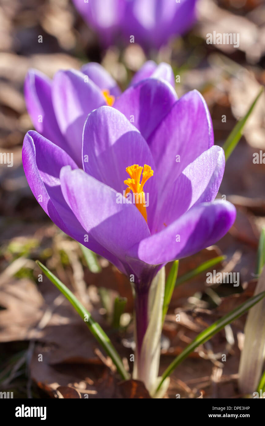 Krokus Blume Stockfoto