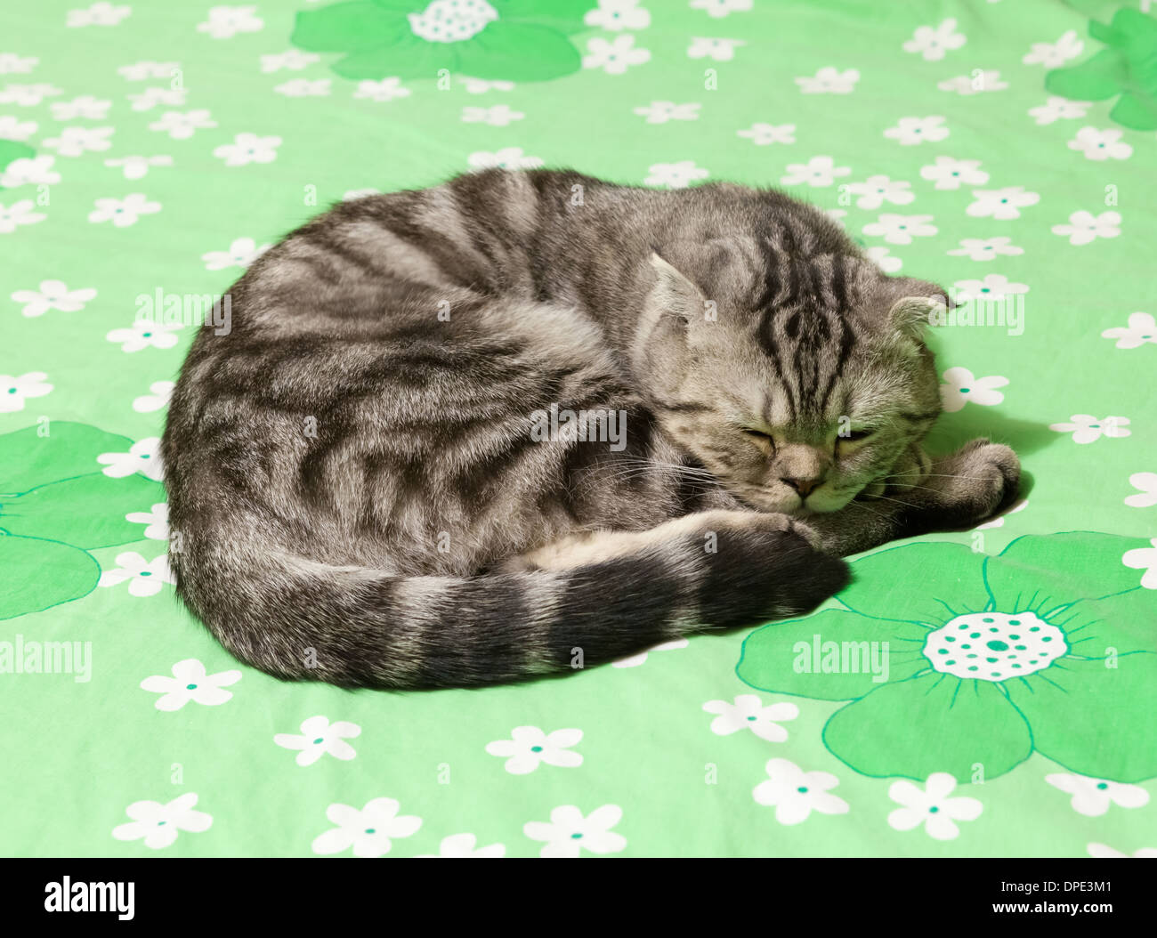 Scottish Fold Katze schläft Stockfoto