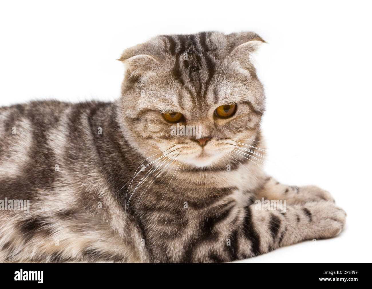 Scottish Fold Katze Stockfoto