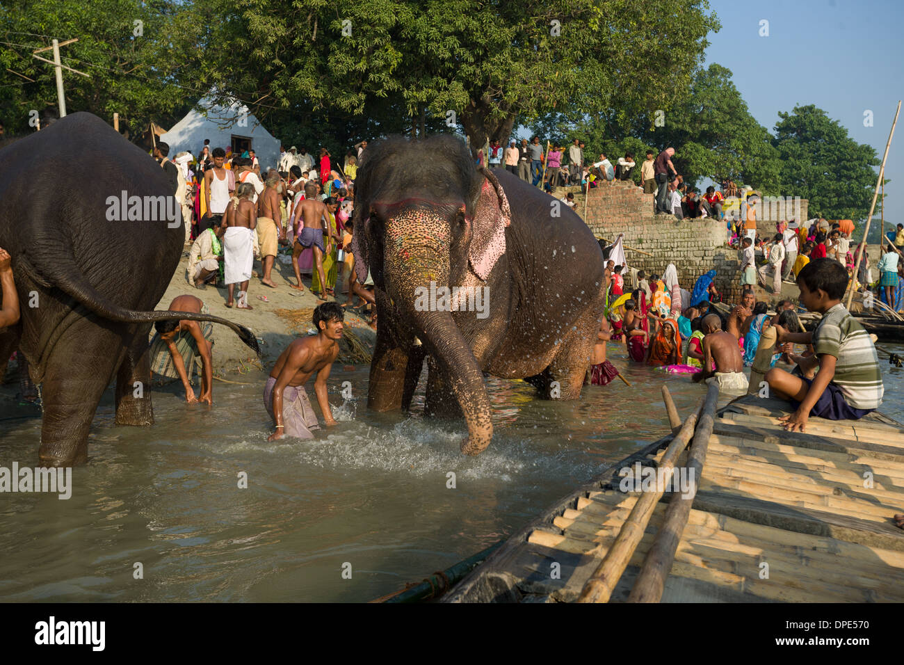 Boot junge beobachten Mahout Baden ihre Elefanten in den Fluß Gandak, mit den Pilgern, die gerade von der Bank Sonepur Mela, Sonepur, Bihar, Indien Stockfoto
